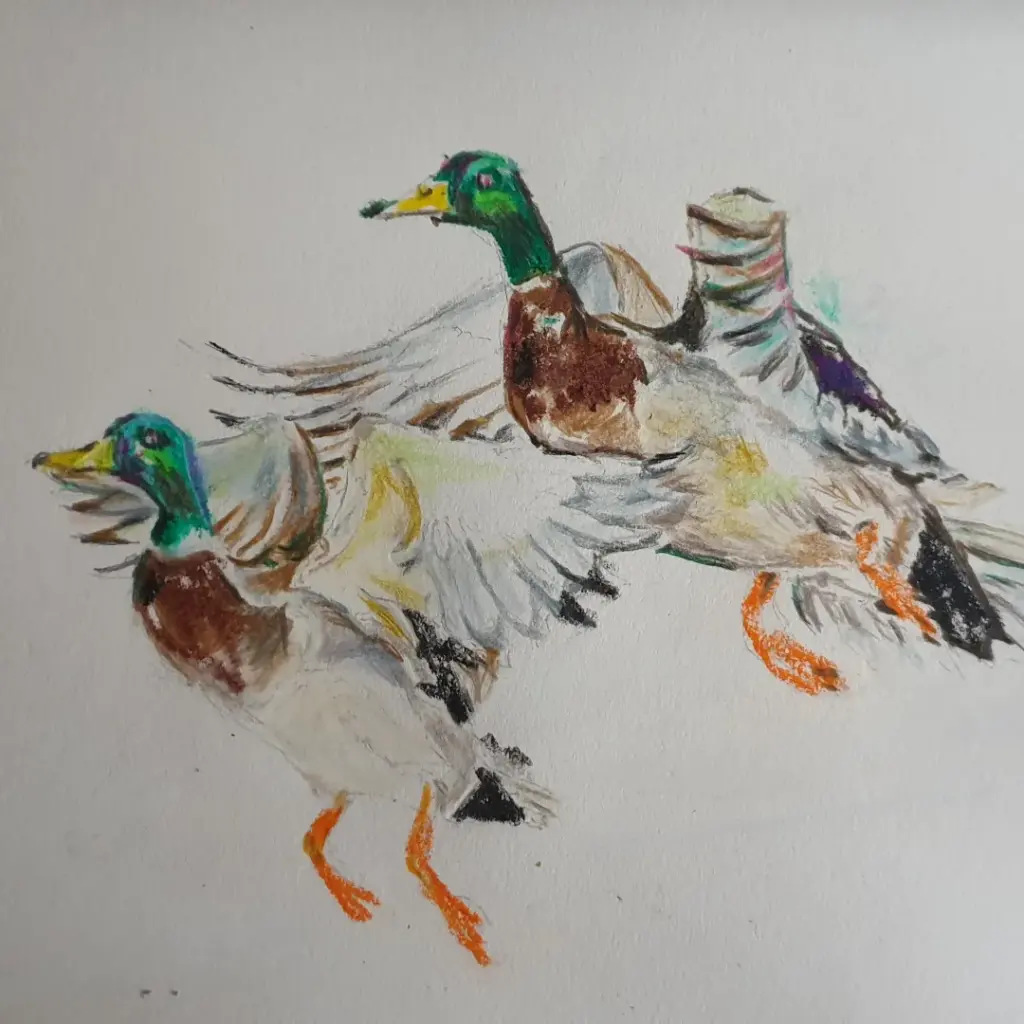 vogel illustraties